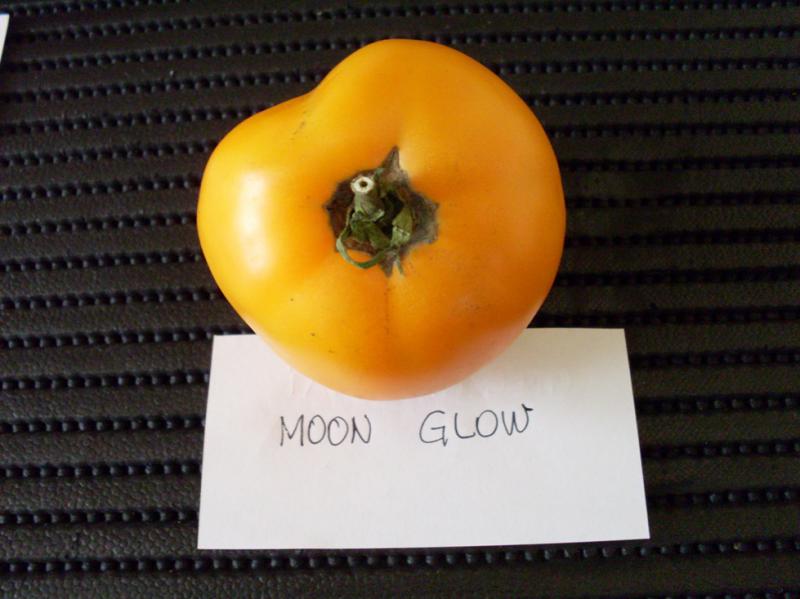 Moon Glow  Fruit 14 août Coté pédoncule RDT.jpg