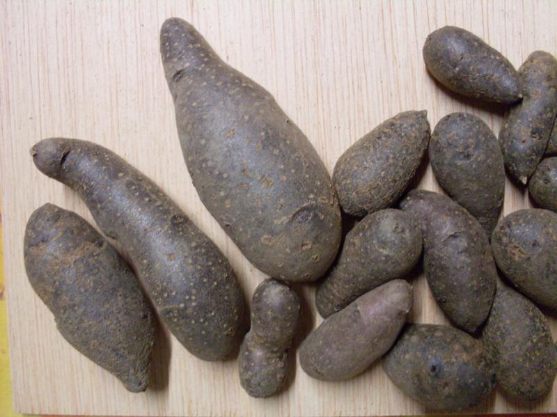 Pommes de terre semence Récolte noires grosses.jpg