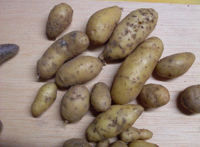 Pommes de terre semence Récolte jaunes grosses.jpg