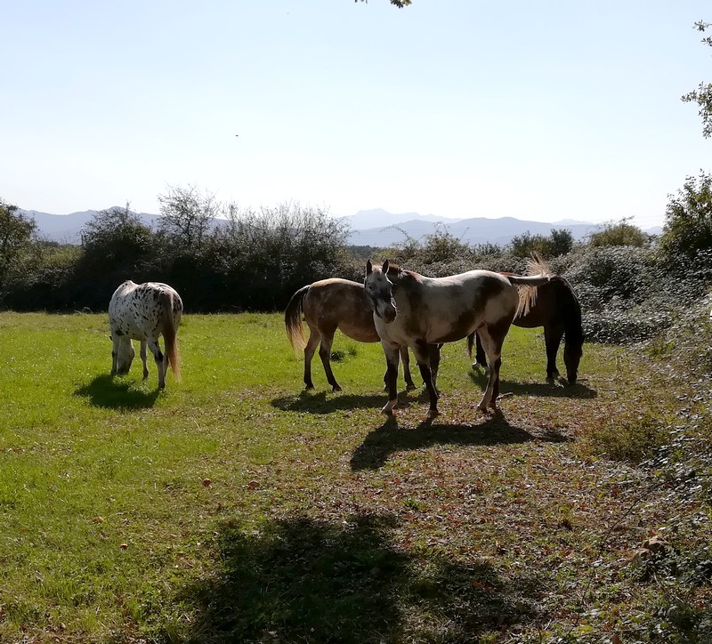 chevaux chataignes.jpg