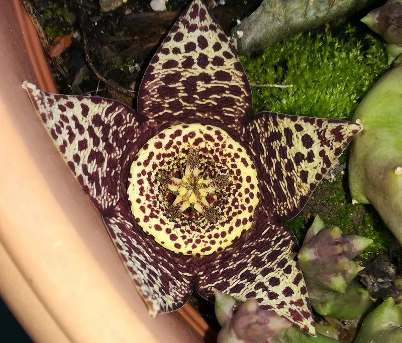 stapelia variegata.jpg