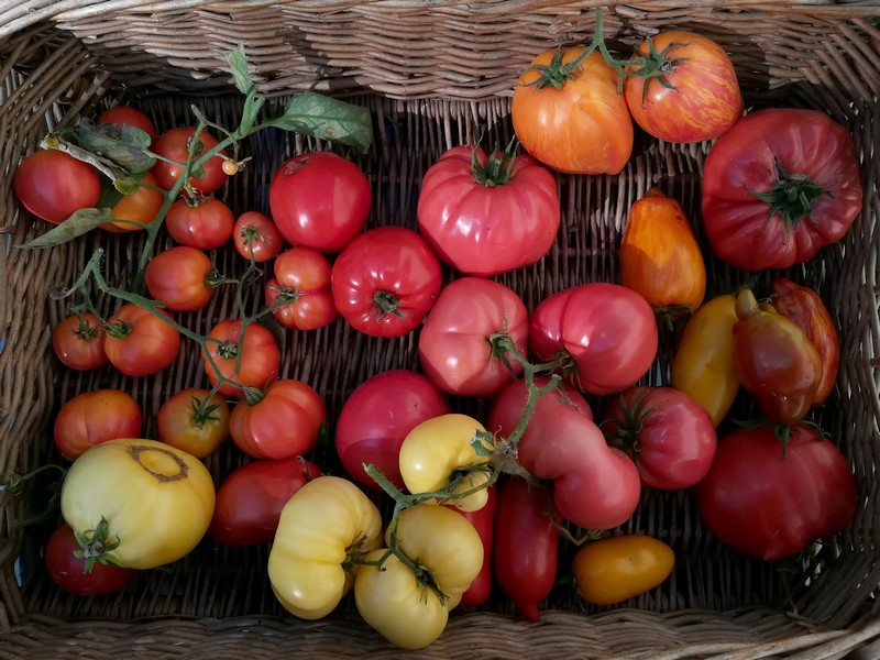 tomates fin octore.jpg