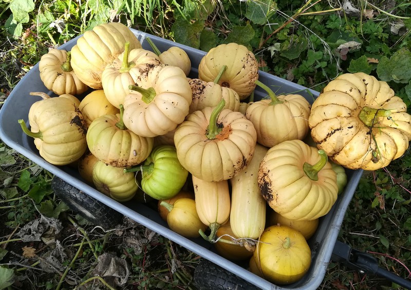 dernières citrouilles.jpg