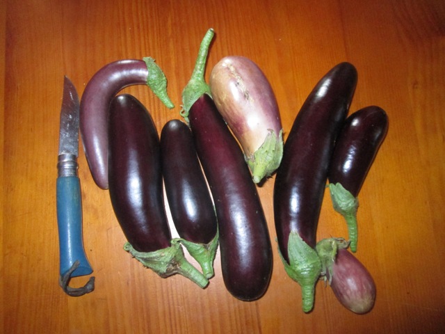 Aubergine 004.JPG