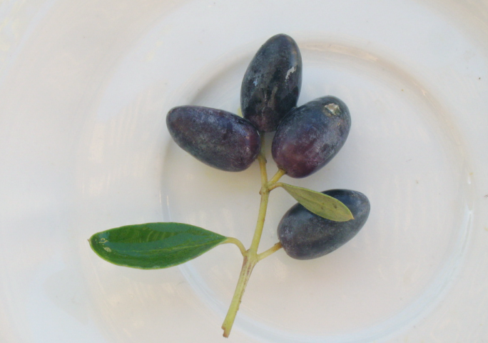 olives1111C.png