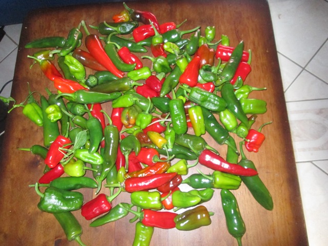 DernièreRécolte Piments.JPG