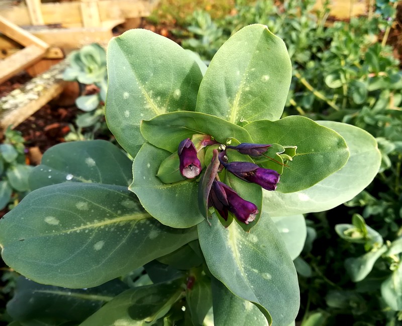 cerinthe.jpg