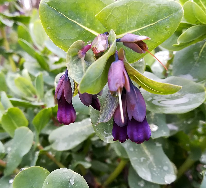 cerinthe.jpg