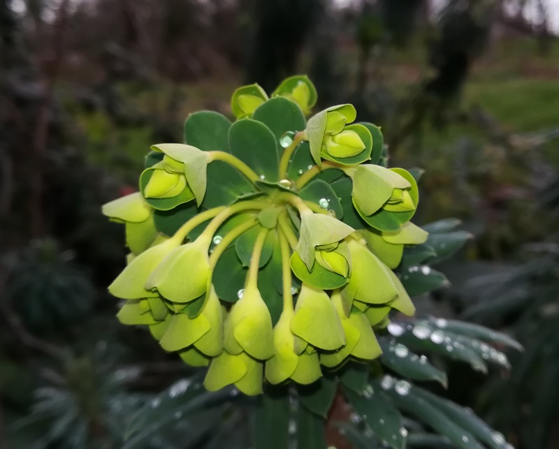 euphorbecharacias.jpg