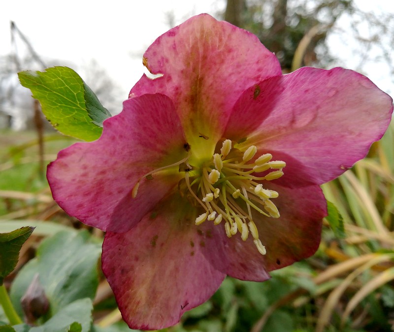 helleore.jpg