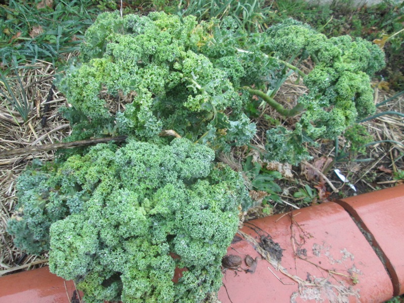 Kale.jpg