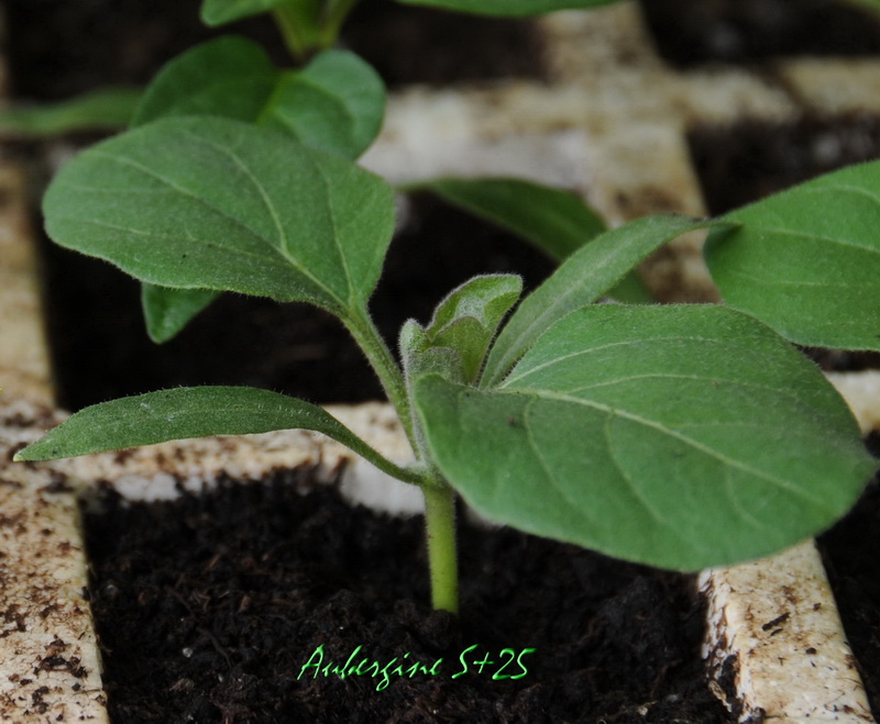 Aubergine S+25 - 19-01.JPG