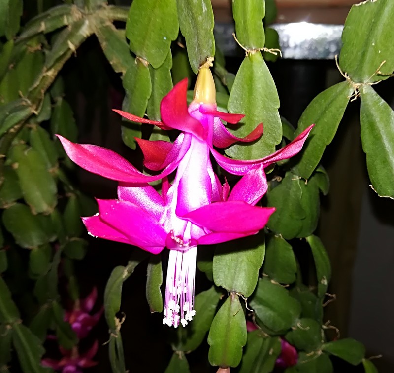 schlumbergera fleur.jpg