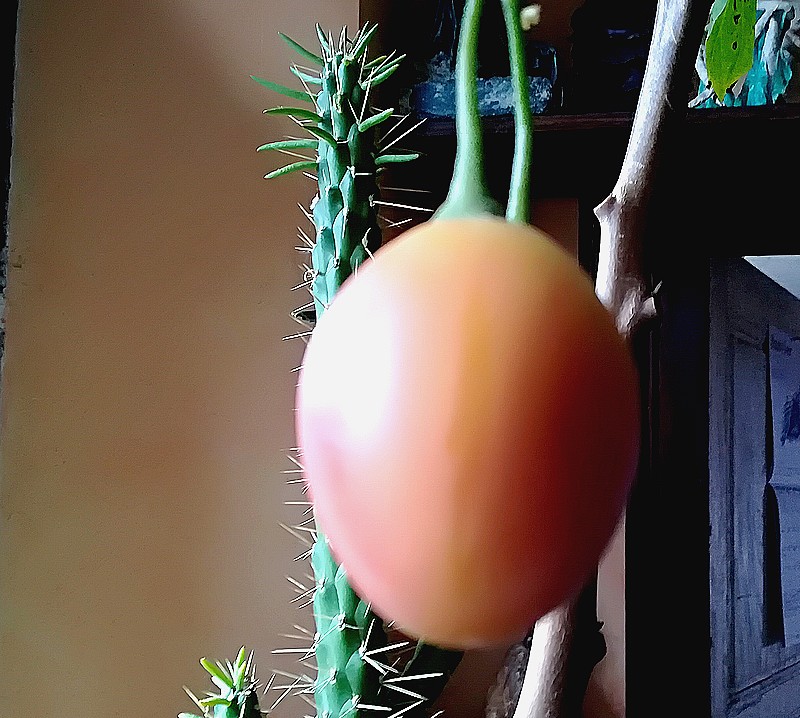 tamarillo.jpg