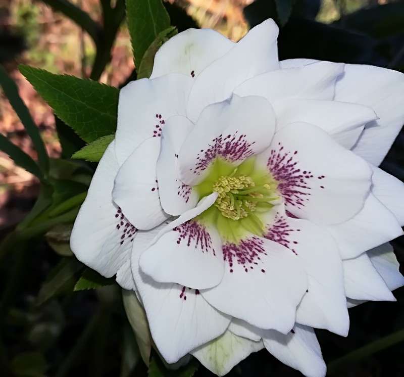 01 hellebore.jpg