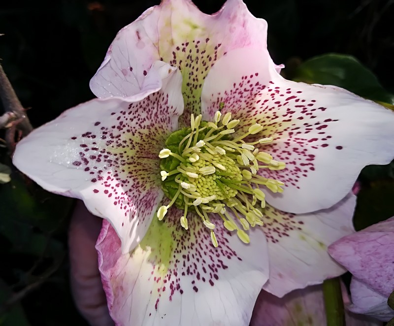 05 hellebore.jpg