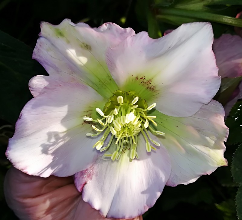 06 hellebore.jpg