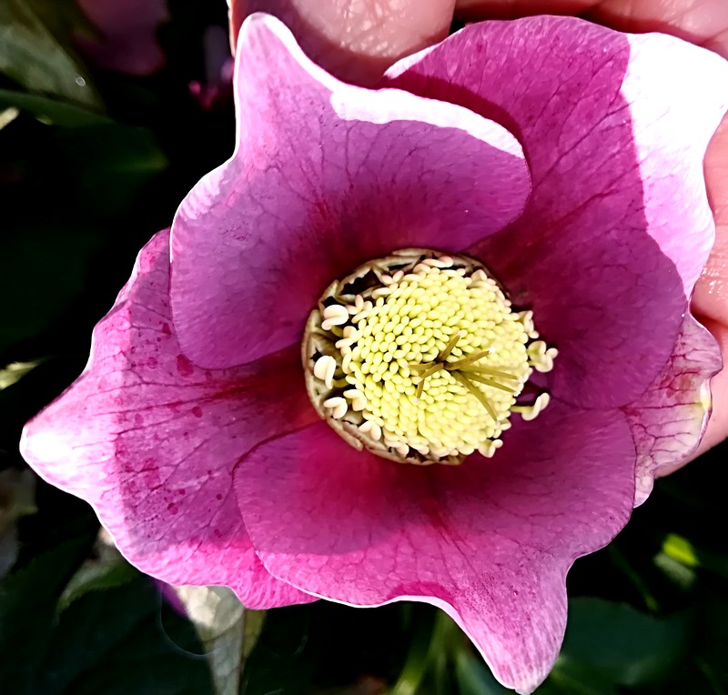 07  hellebore.jpg