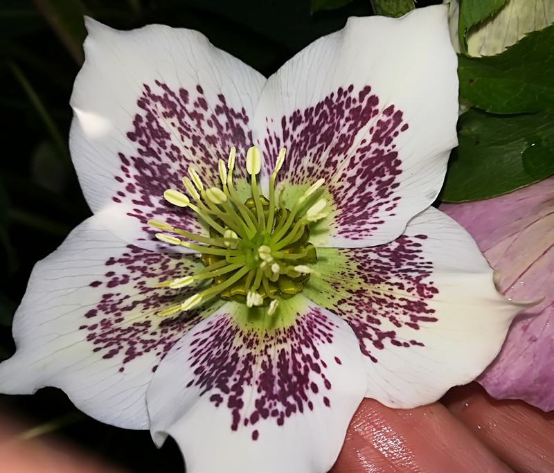 08 hellebore.jpg