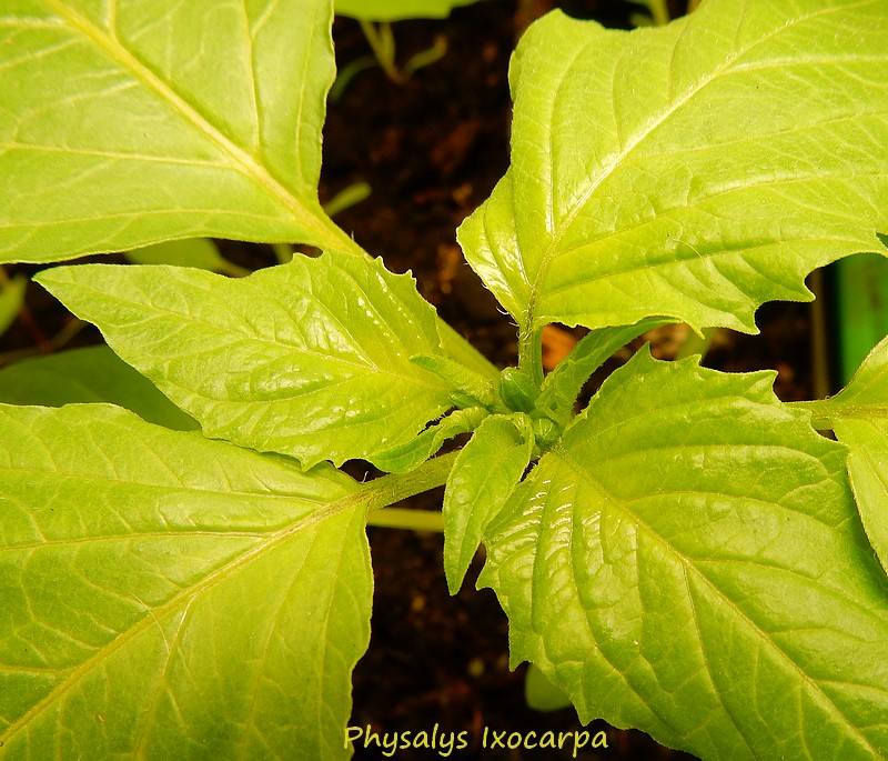 physalis ixocarpa toma verde.jpg