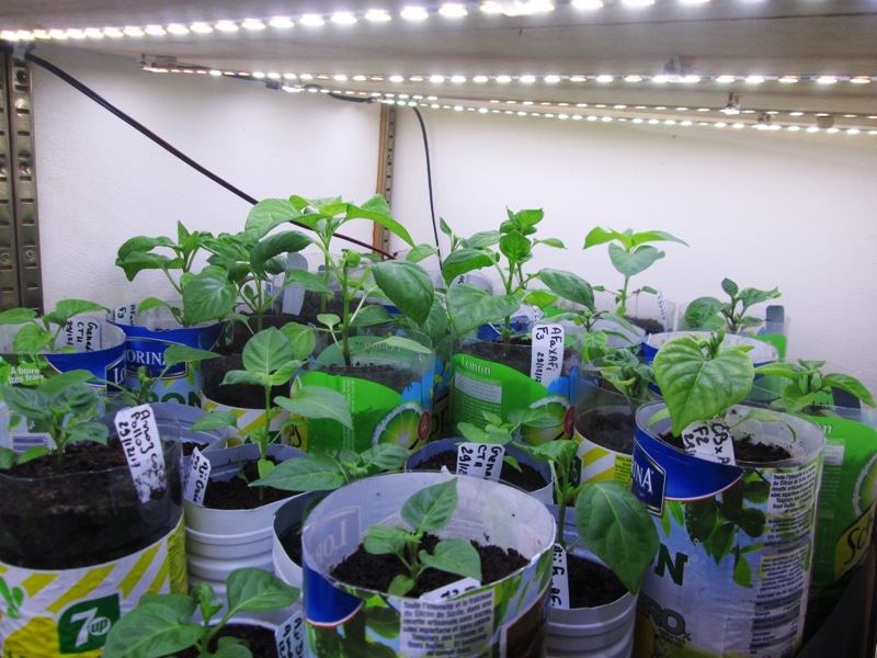 Piments S 29-01 1.jpg