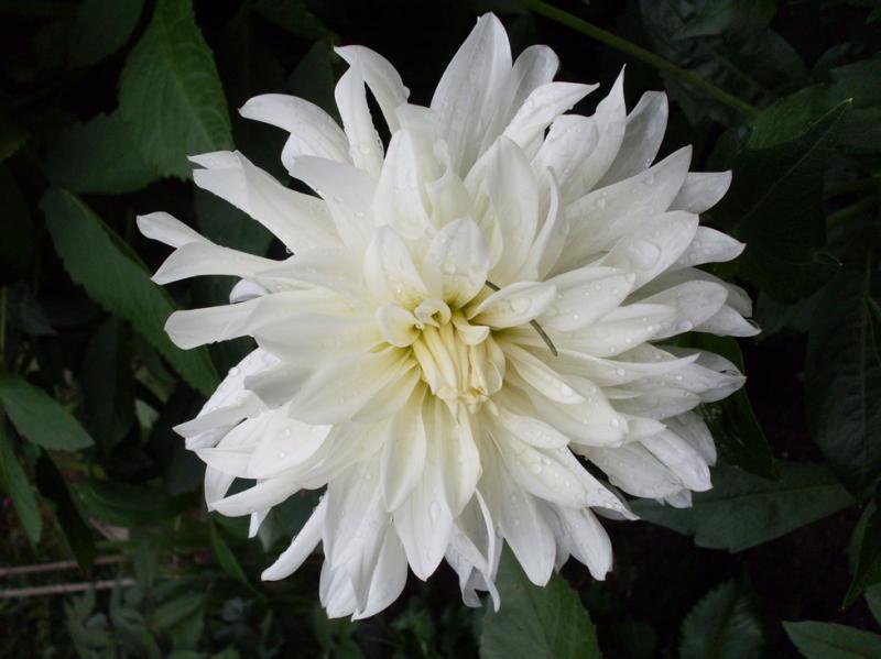 Dahlia Blanc mi-août rdt.jpg