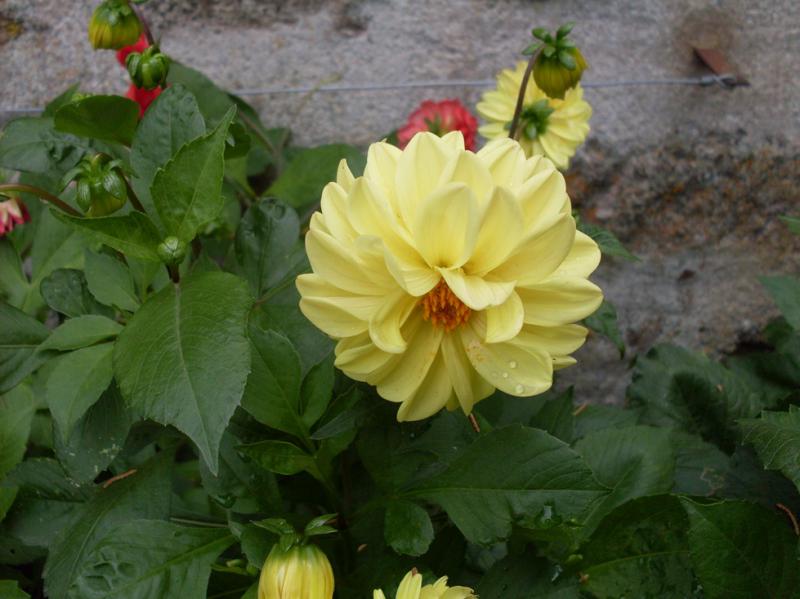 Petit Dahlia-1.jpg