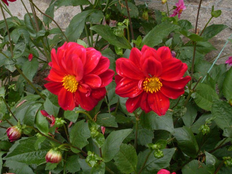 Petit Dahlia-2.jpg