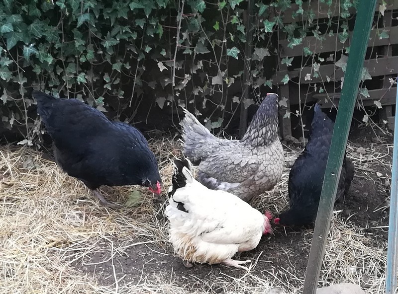 poules 4.jpg