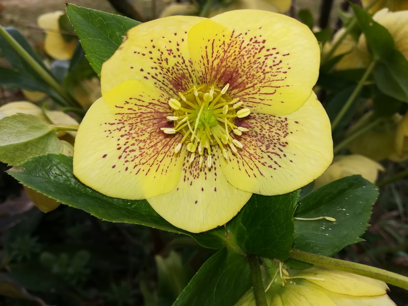 hellebore 01.jpg