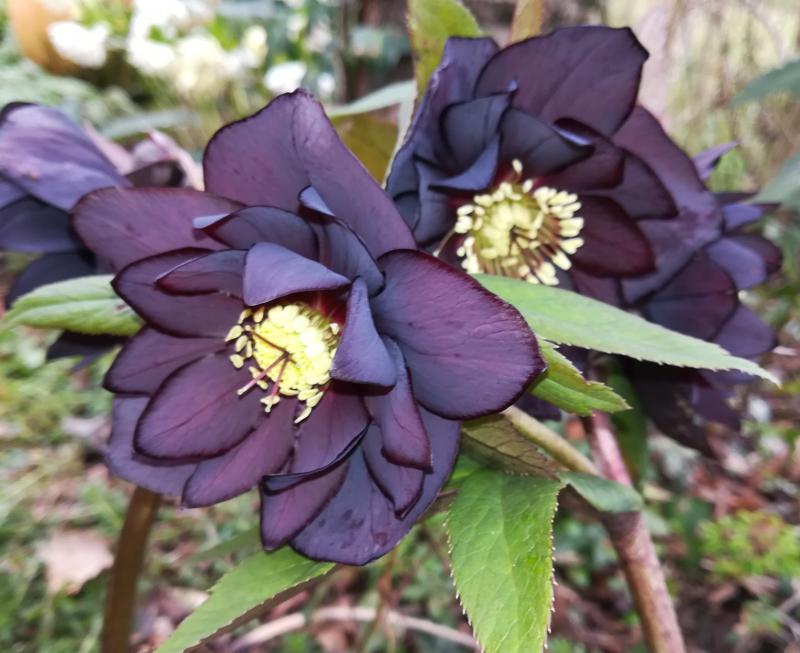 hellebore 05.jpg