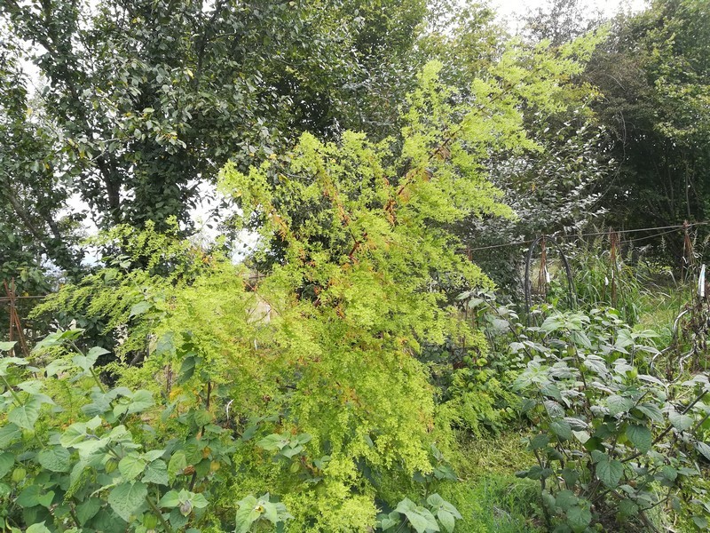 artemisia annua.jpg