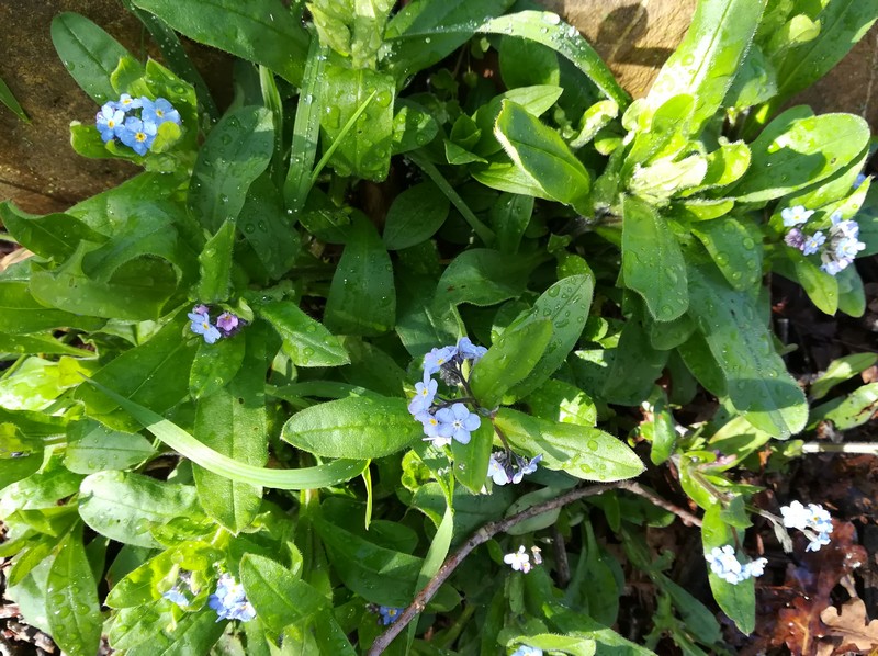 myosotis alaska.jpg