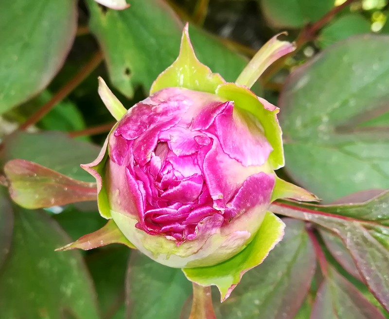 bouton pivoine.jpg