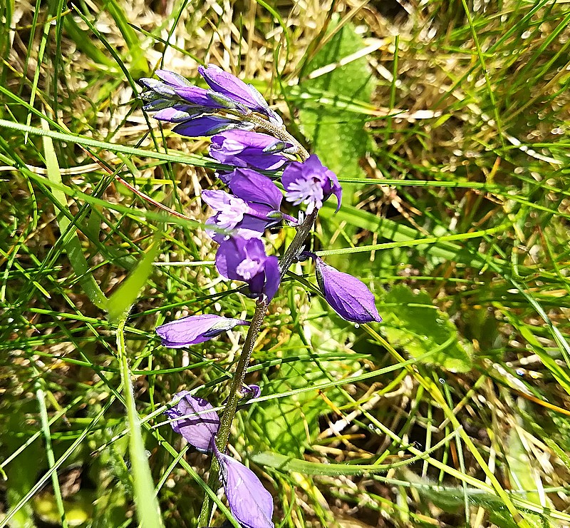 fleur bleue pré 1.jpg