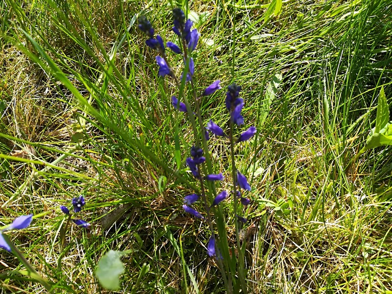 fleur bleue in situ.jpg
