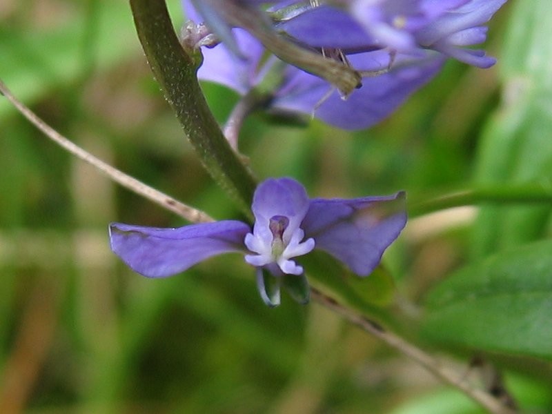 polygala.jpg