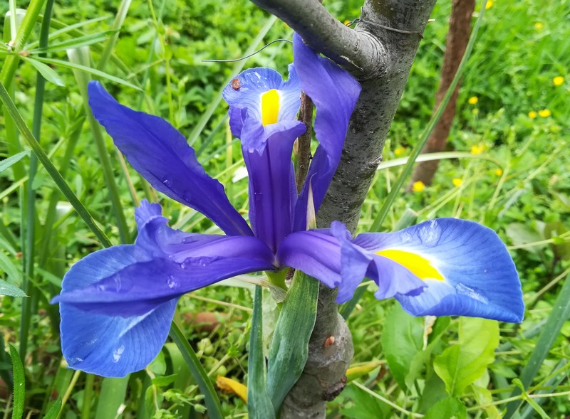 iris holl bleu.jpg