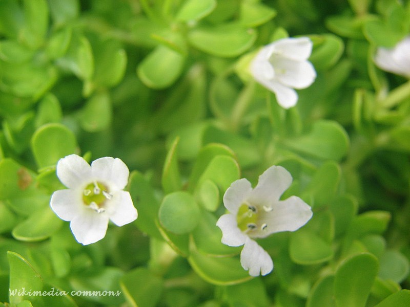 bacopa monieri.jpg