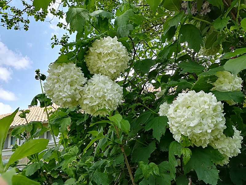 boule de neige.jpg