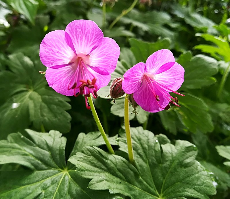 geranium macrorhisum.jpg