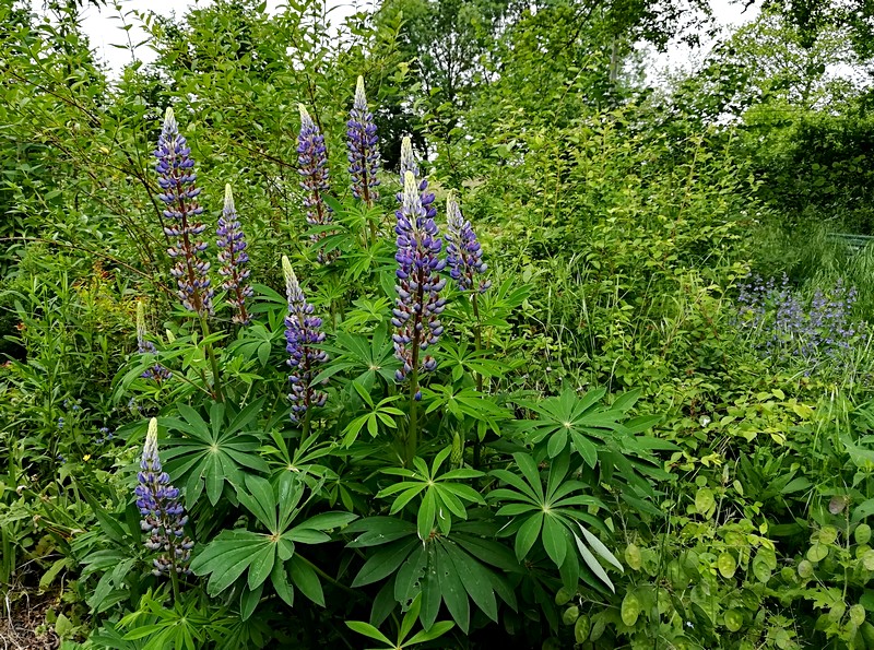 28 lupin de l'Alaska.jpg