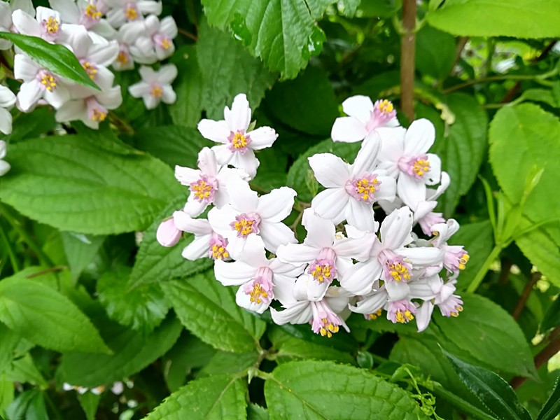 29 deutzia.jpg