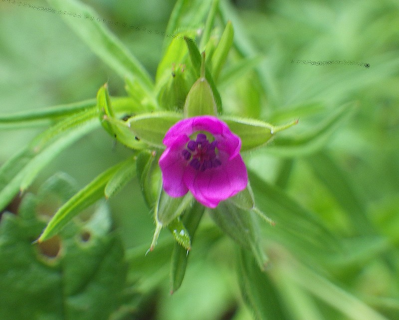 geranium robert.jpg