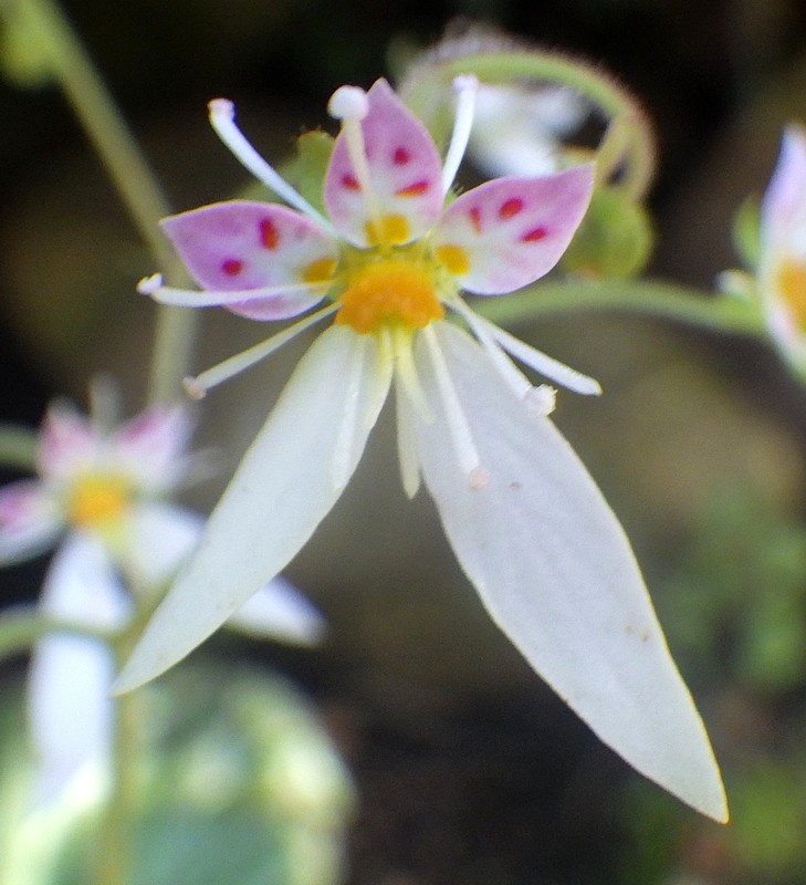 3 saxifrage stolonifère.jpg