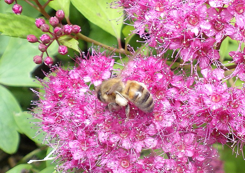 abeille 3.jpg