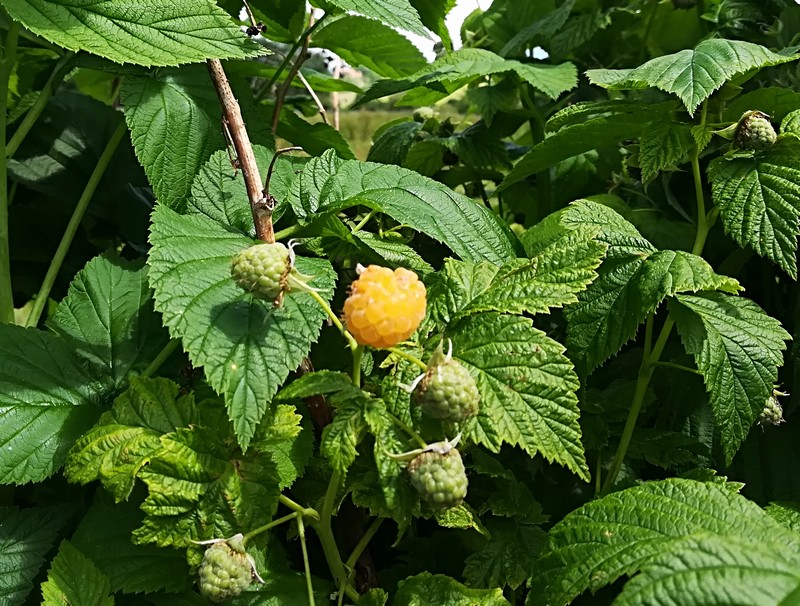 framboises.jpg