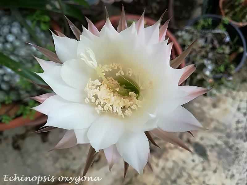 Echinopsis oxygona.jpg