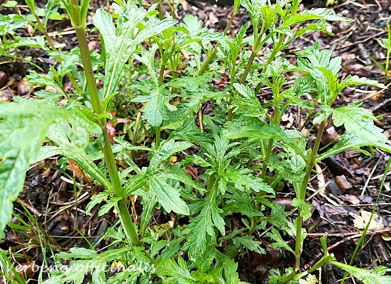 verbena officinalis.jpg