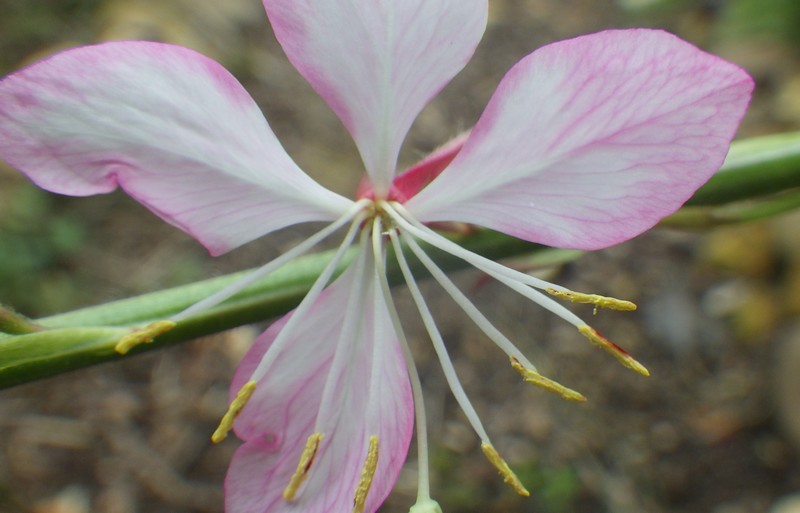 15 gaura.jpg